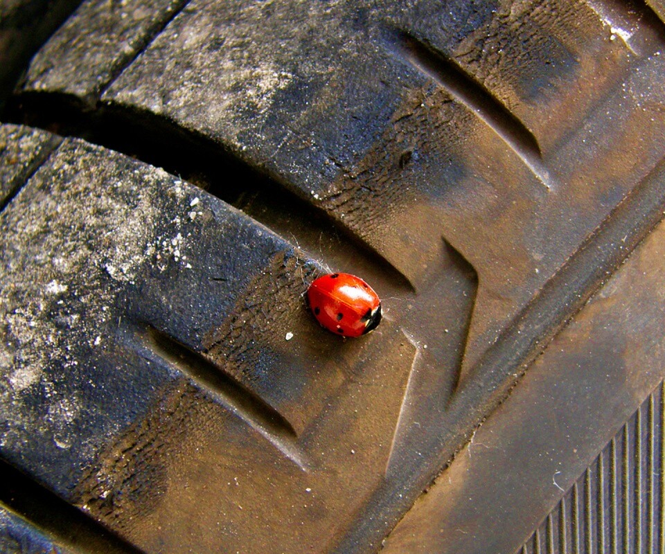 Божья коровка на автомобильной покрышке обои