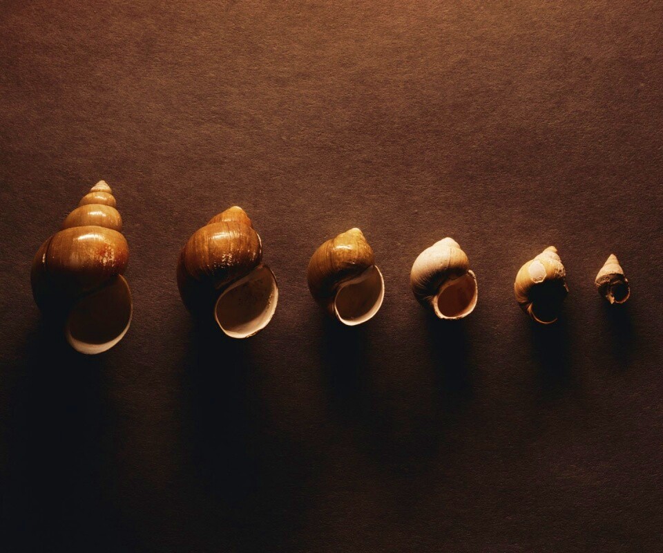 Раковины обои