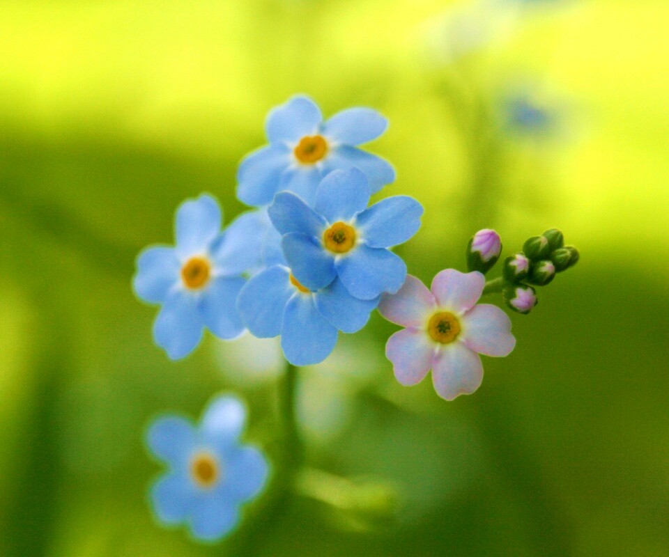 Обои цветов обои