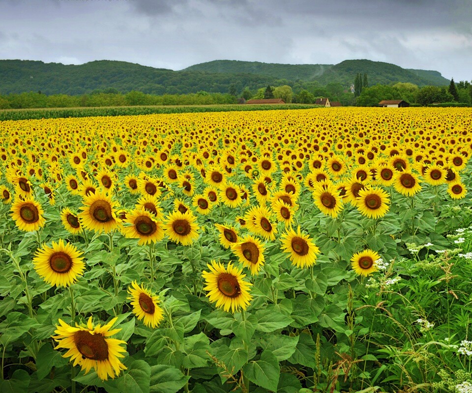 Живописное поле подсолнухов обои