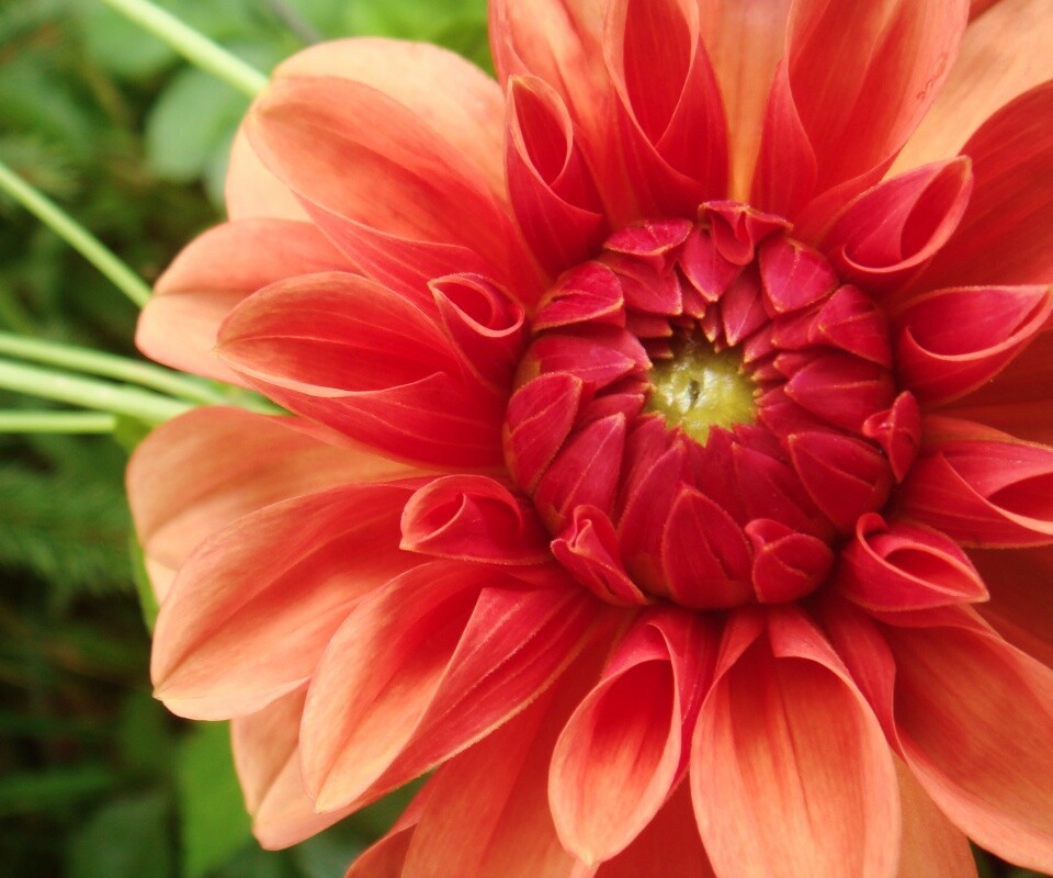 Аленький цветочек обои