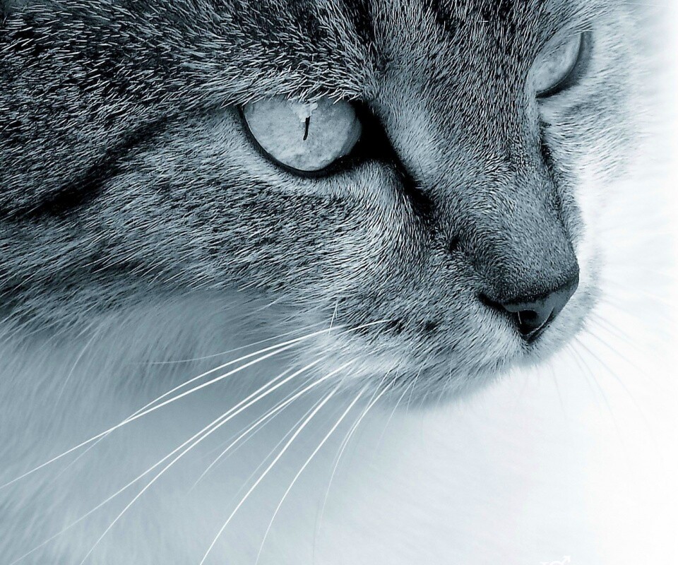 Очень красивый кот обои