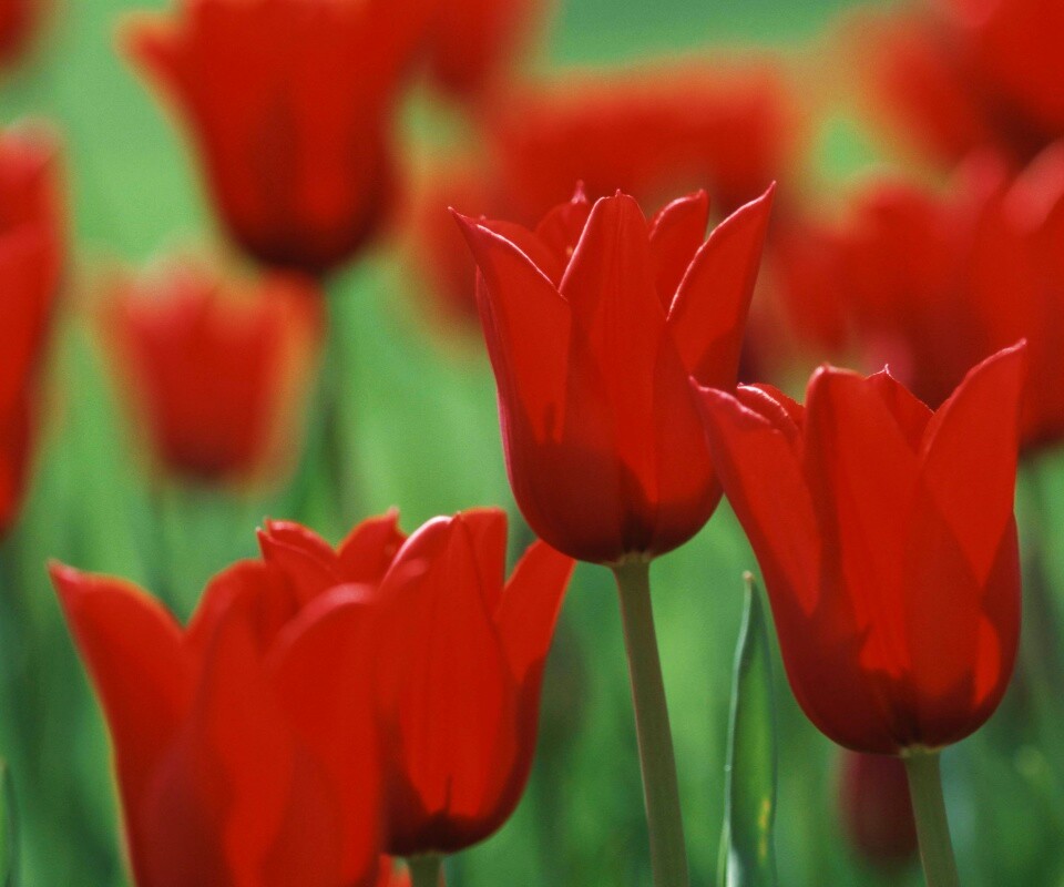 Красные цветы обои