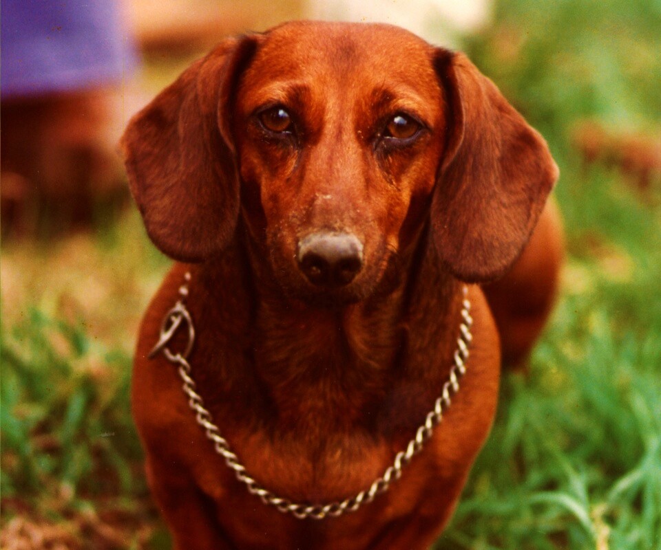 Рыжая такса обои