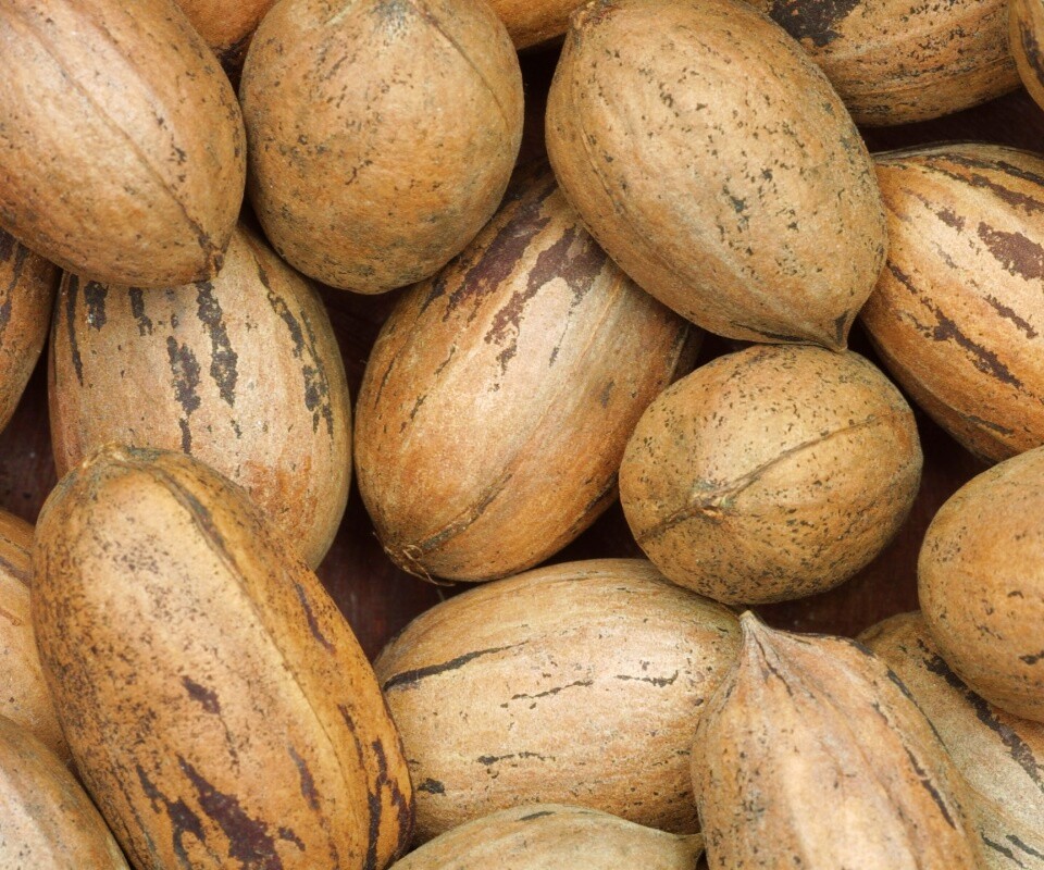 Грецкие орехи обои