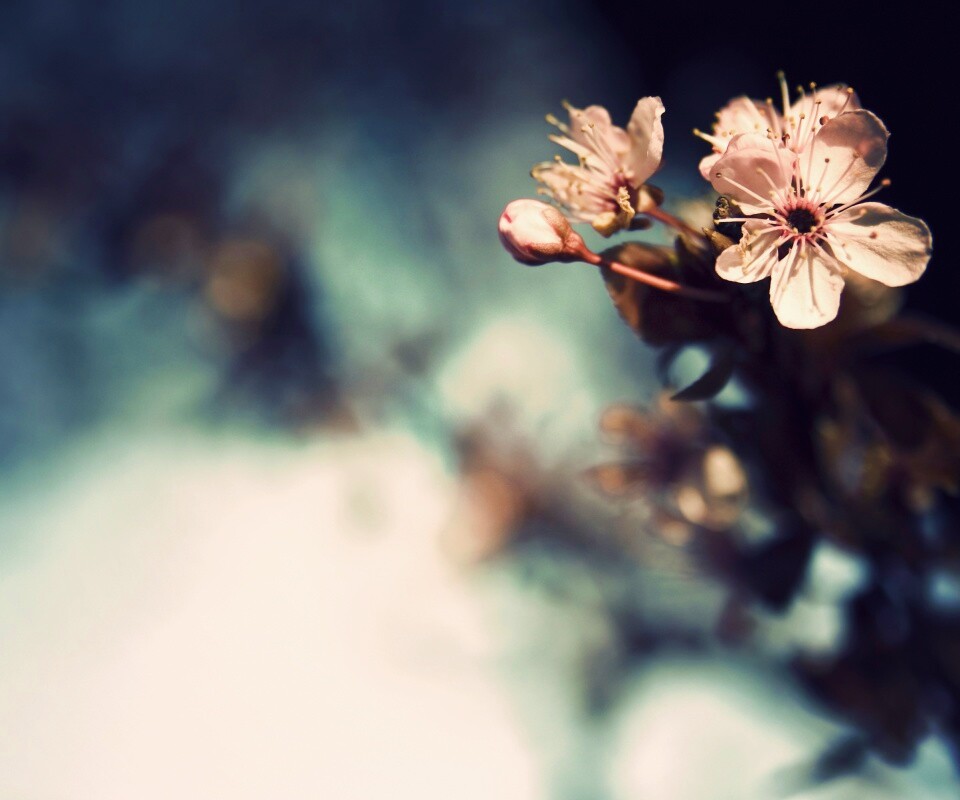 Цветок вишни обои