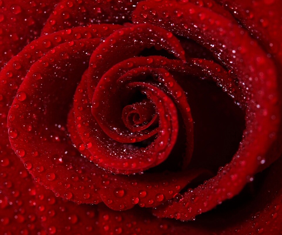 Красная роза обои