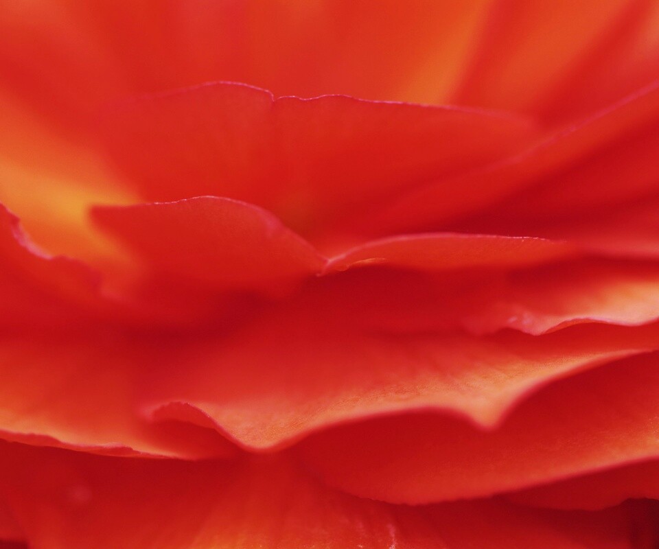 Лепестки красного цветка обои