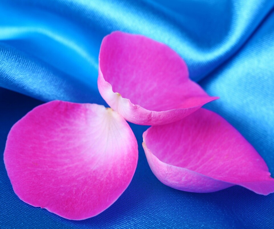 Лепестки розы на голубой ткани обои