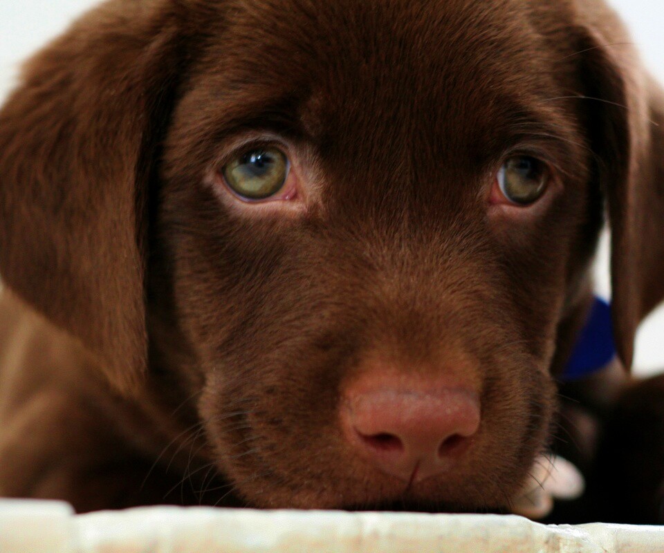 Пушистый шоколадка обои