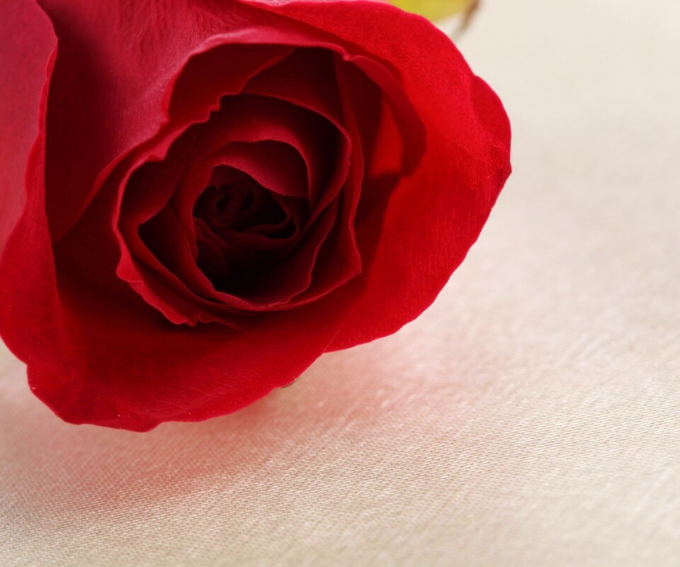 Красная роза обои