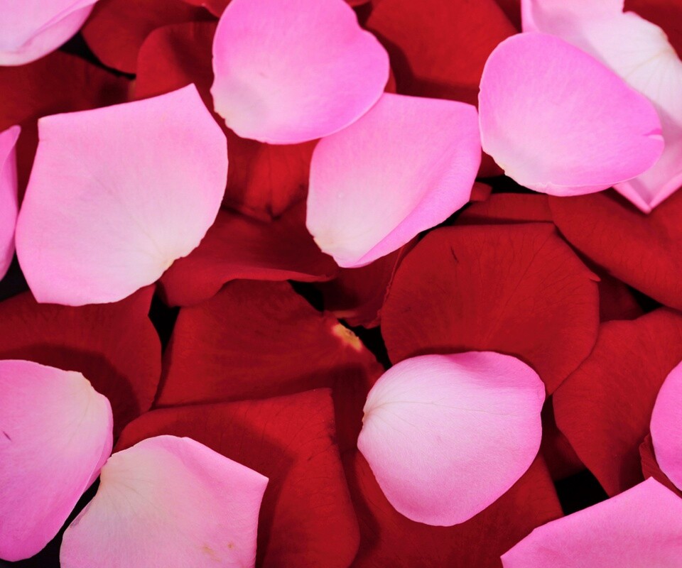 Розовые и красные лепестки обои