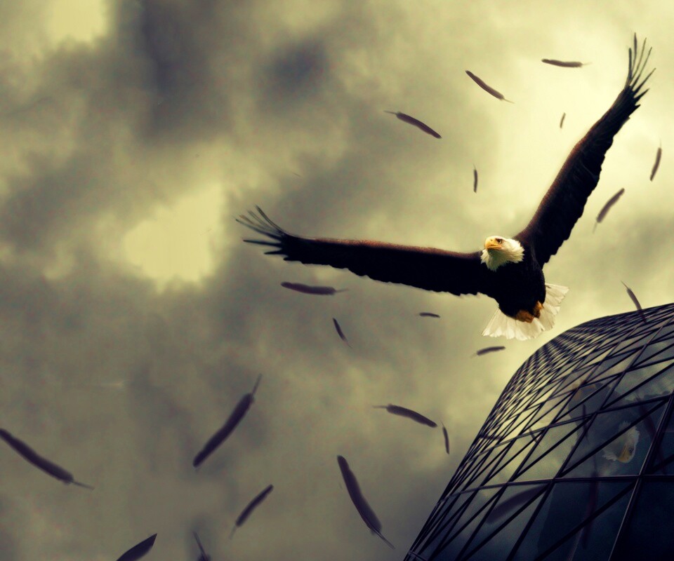 Орлиный полет обои