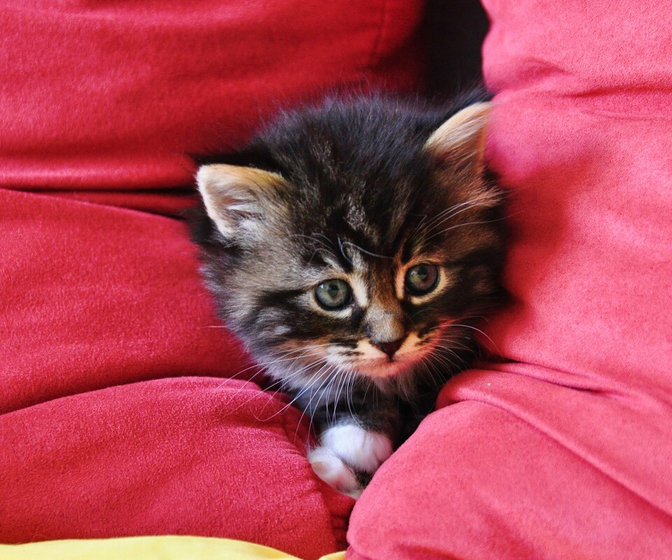 Котенок в подушках обои