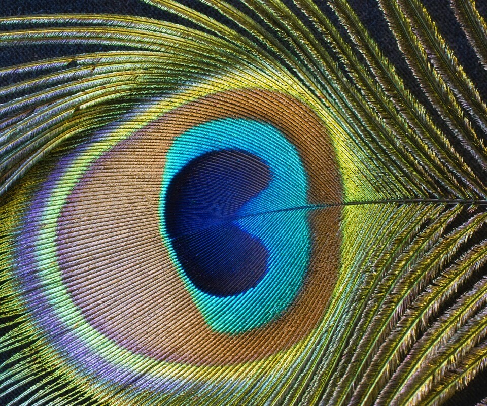 Перо павлина обои