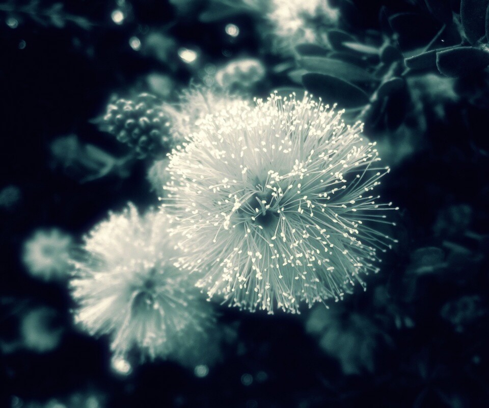 Сказочный цветок обои