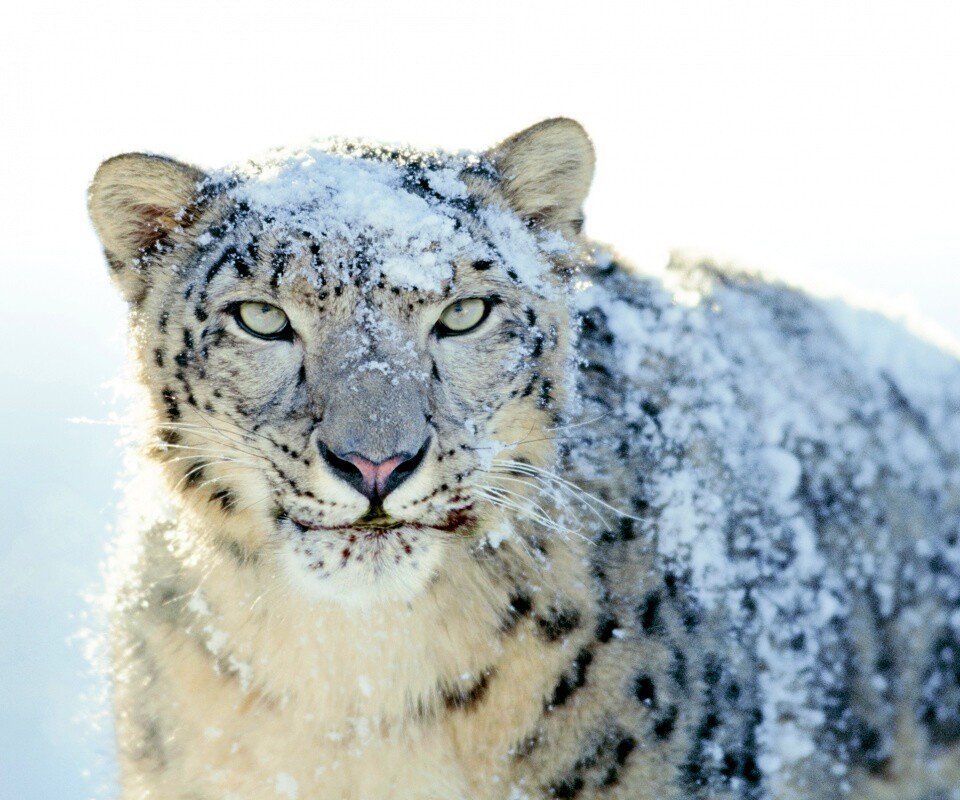 Снежный леопард обои