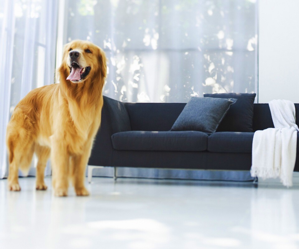 Собачка обои