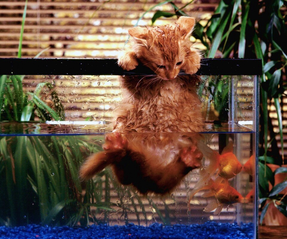 Мокрая киска обои