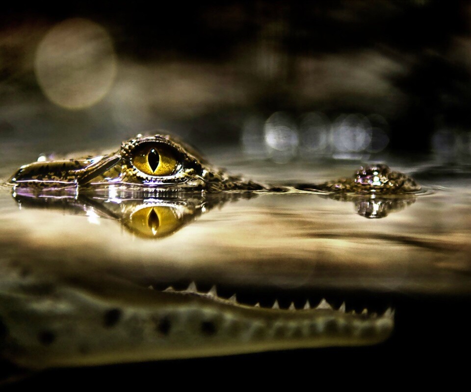 Глаз крокодила обои