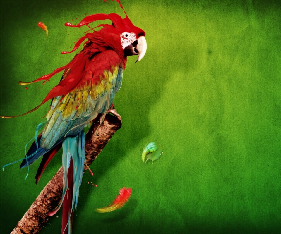 Попугай на ветке обои