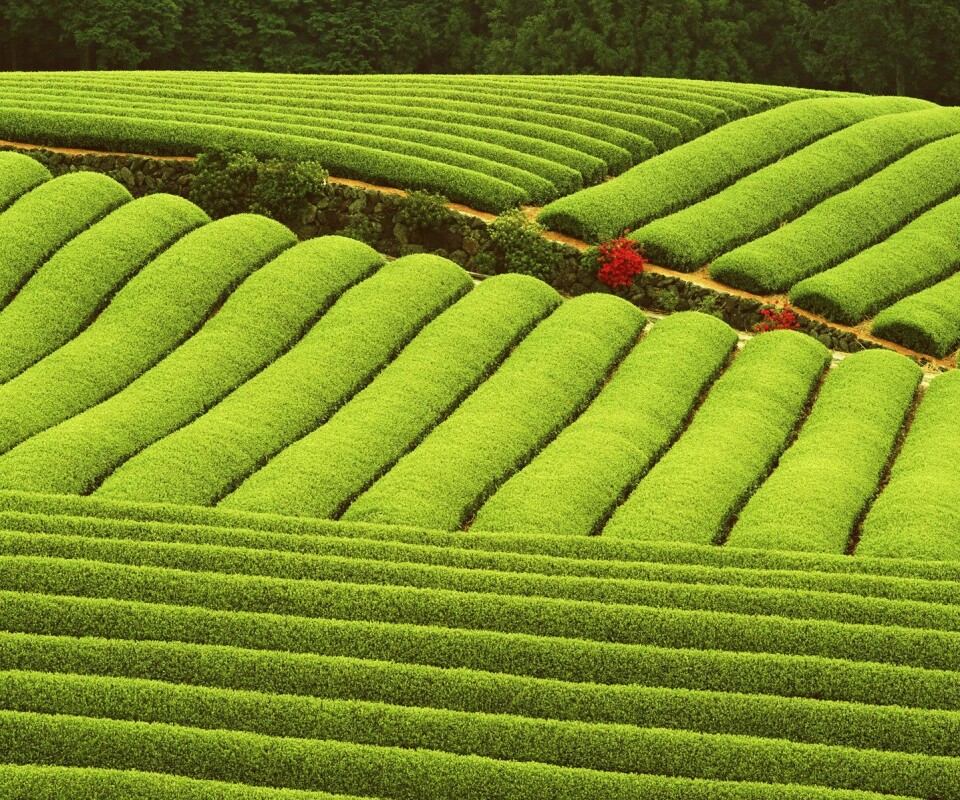 Красивые гряды обои