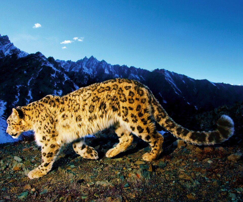 Леопард обои