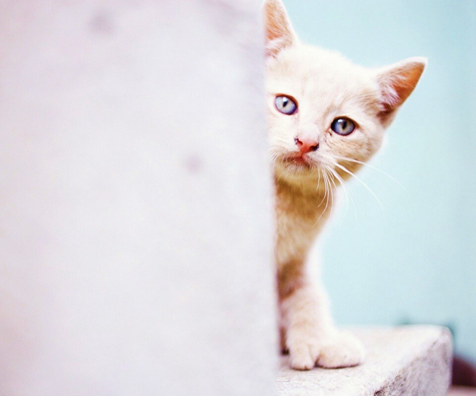 Котик из-за угла обои