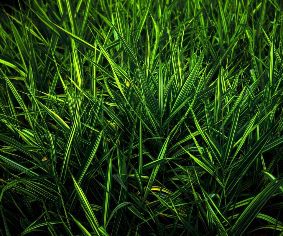 Дикая трава обои