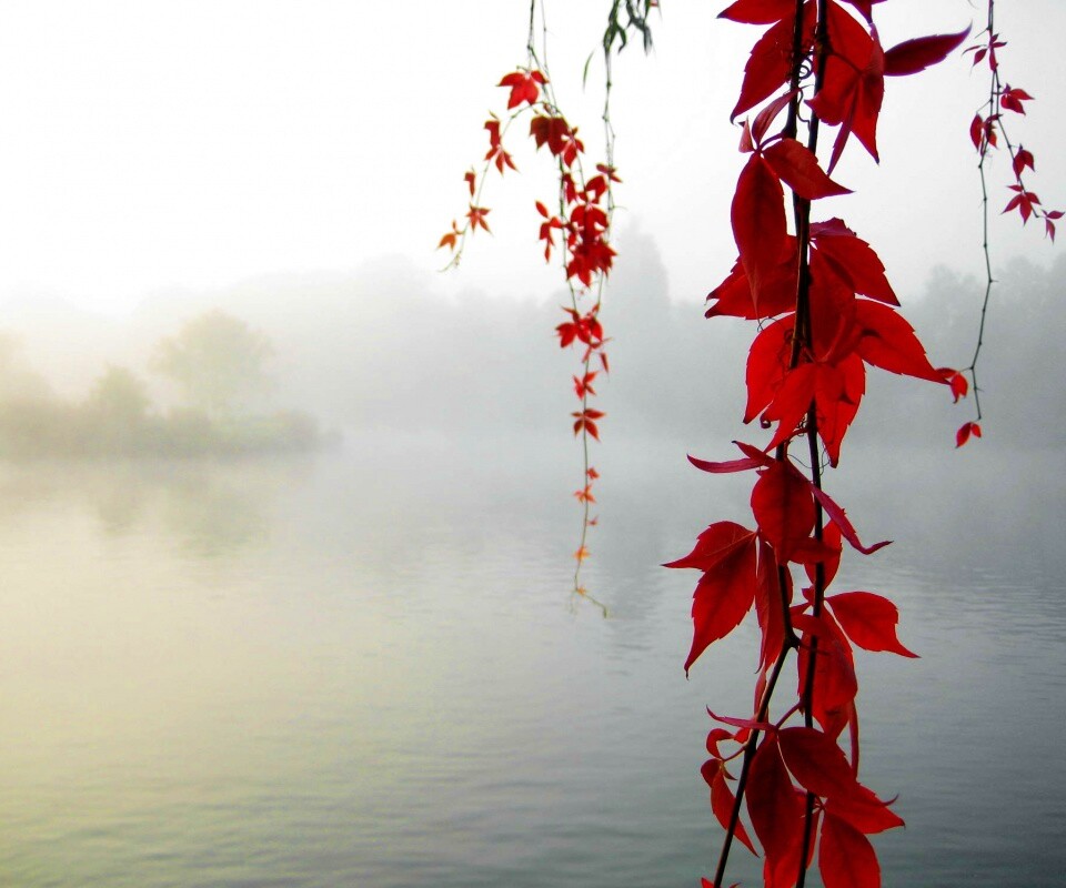 Ветви красного дерева обои