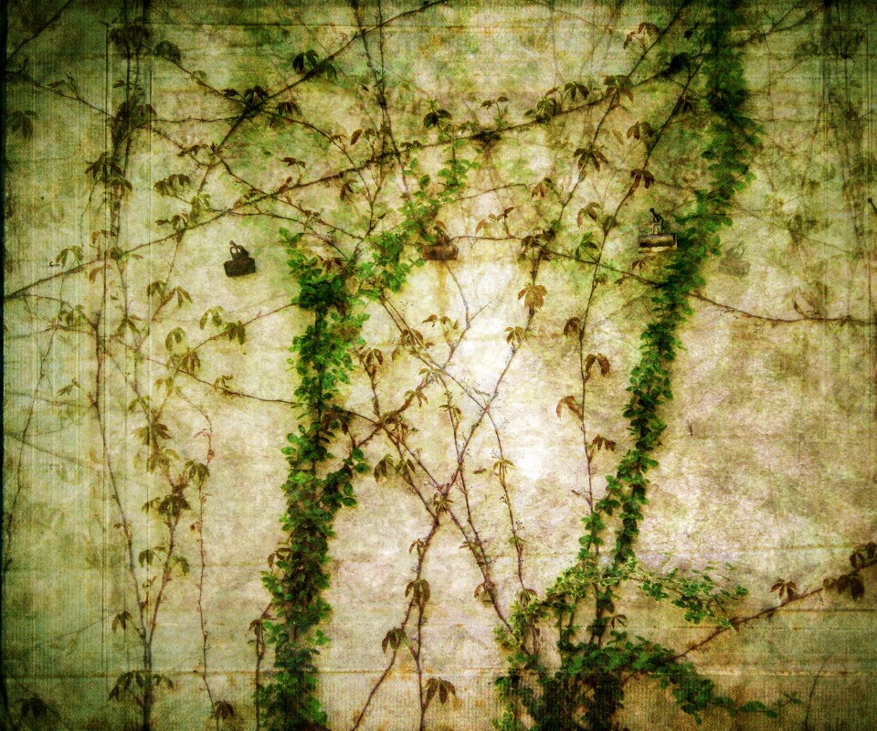 Растение на стене обои