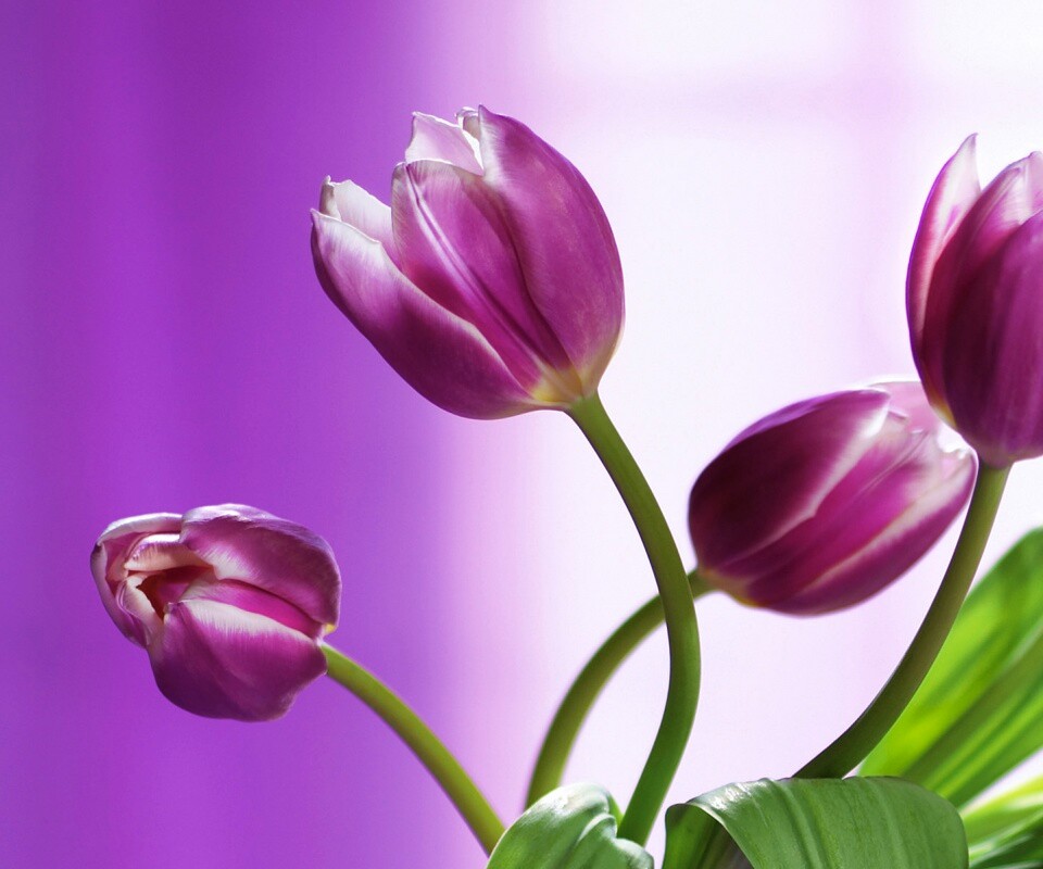 Сиреневые цветы обои