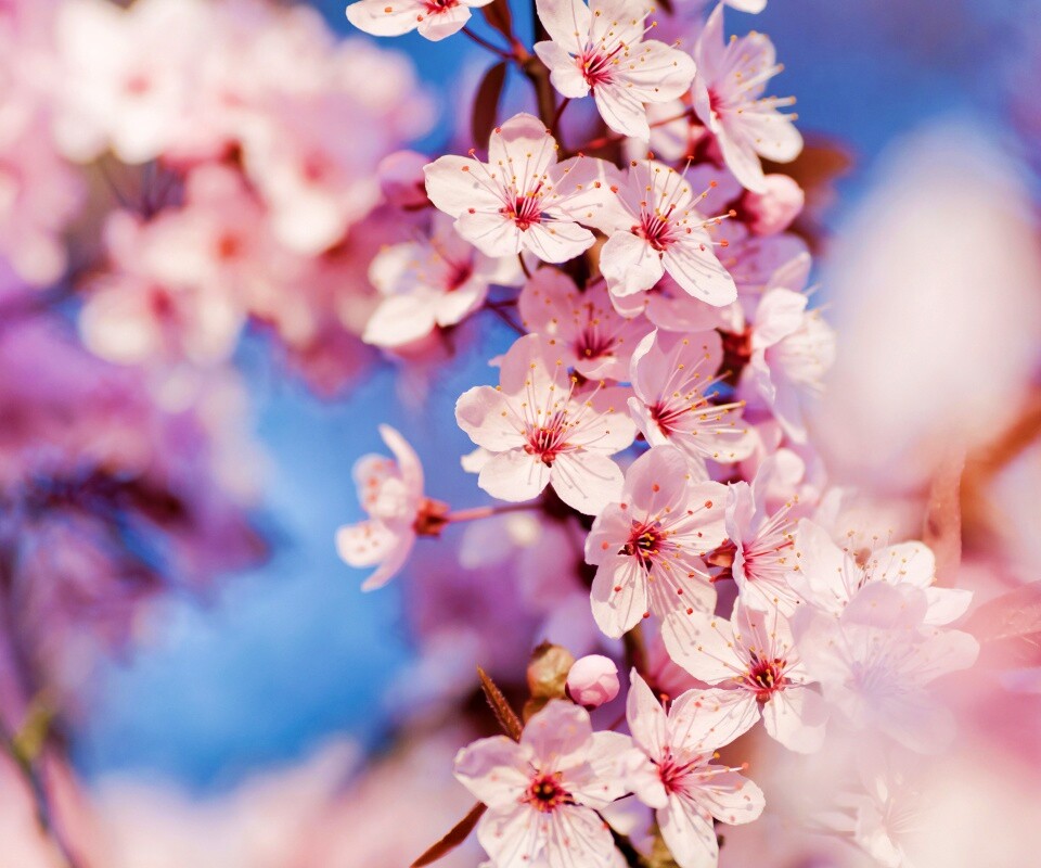 Цветение вишни обои