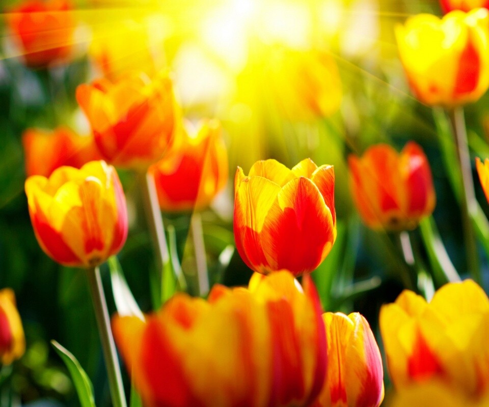 Солнечные тюльпаны обои