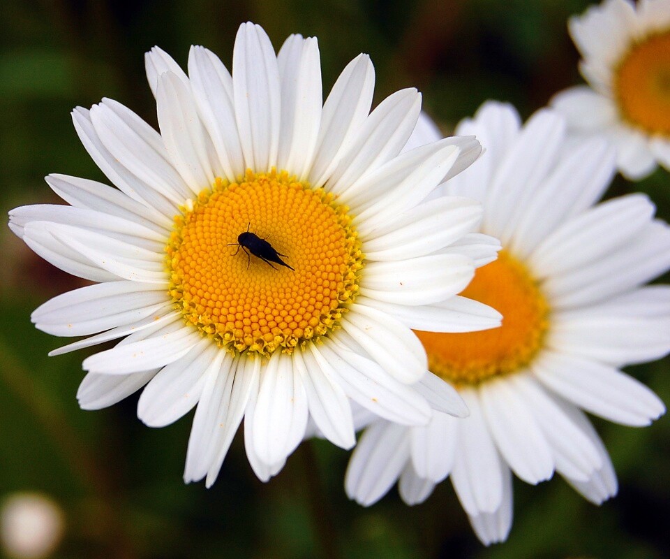 Ромашки обои