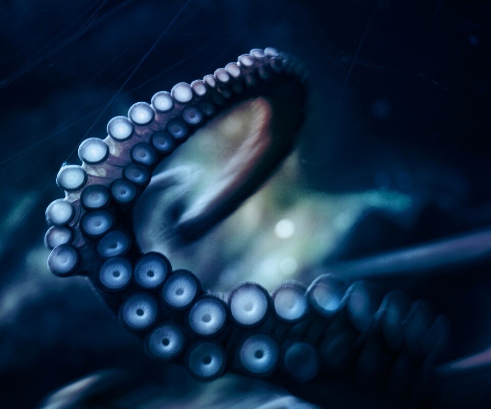 Щупальце обои