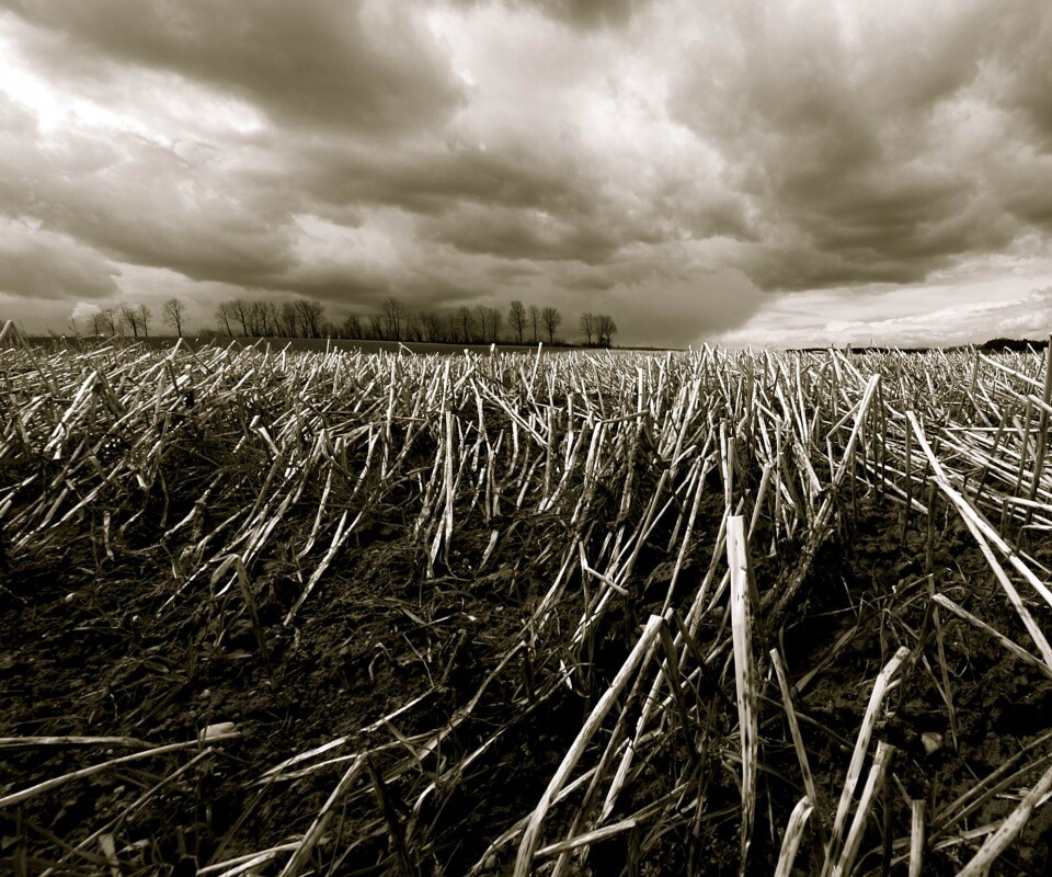 Убранное поле обои