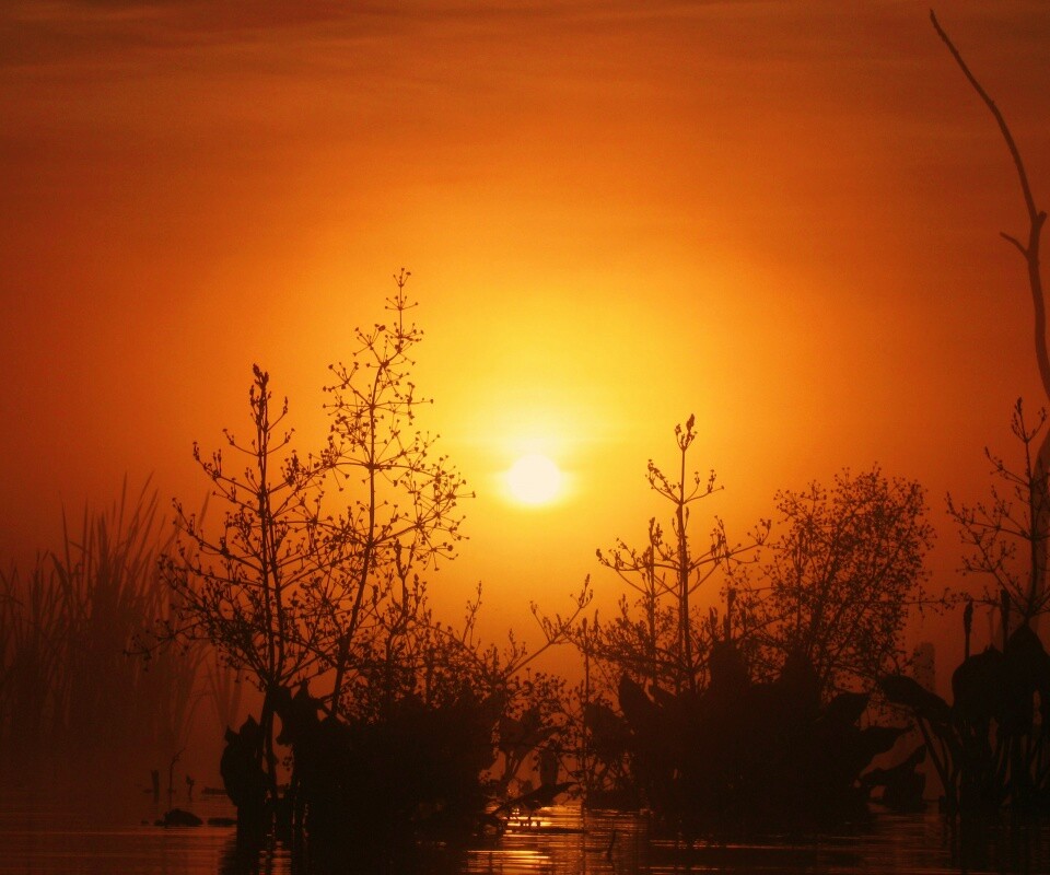 Доисторическое утро обои