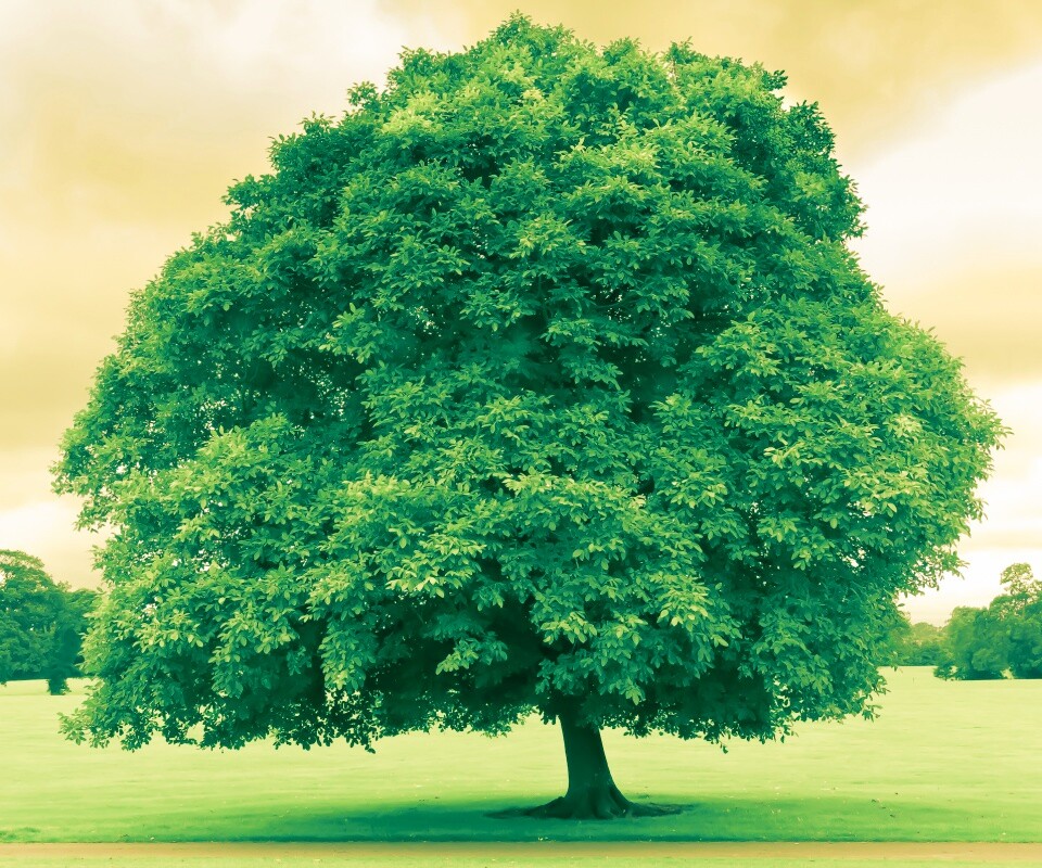 Зеленое ирландское дерево обои