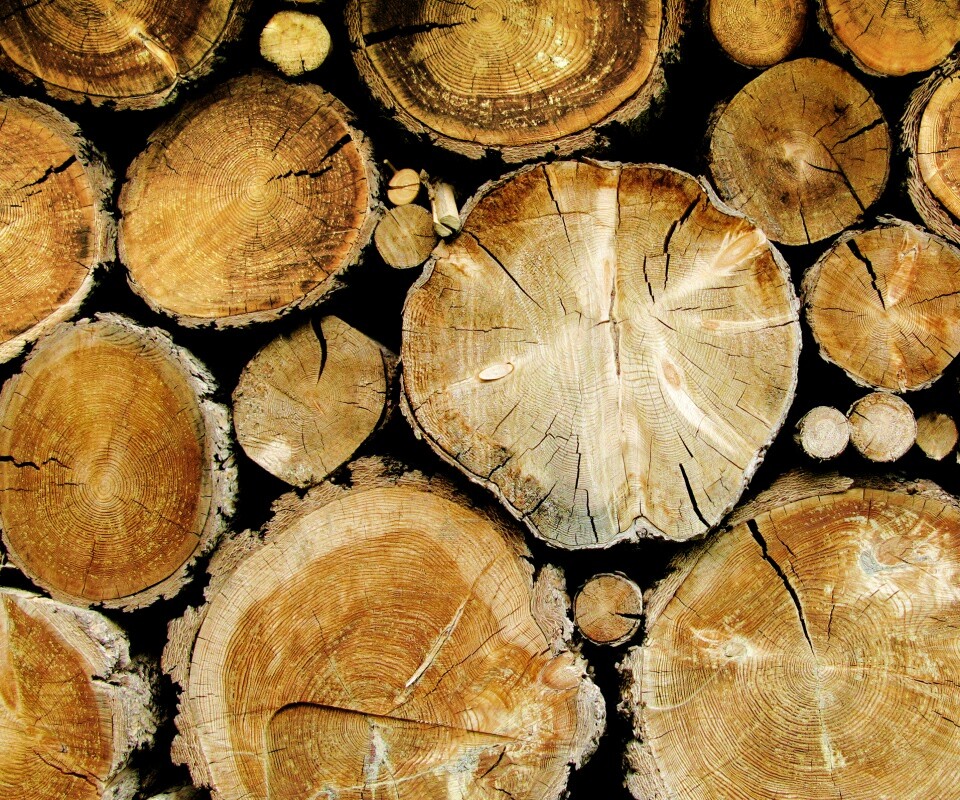 Древесный спил обои