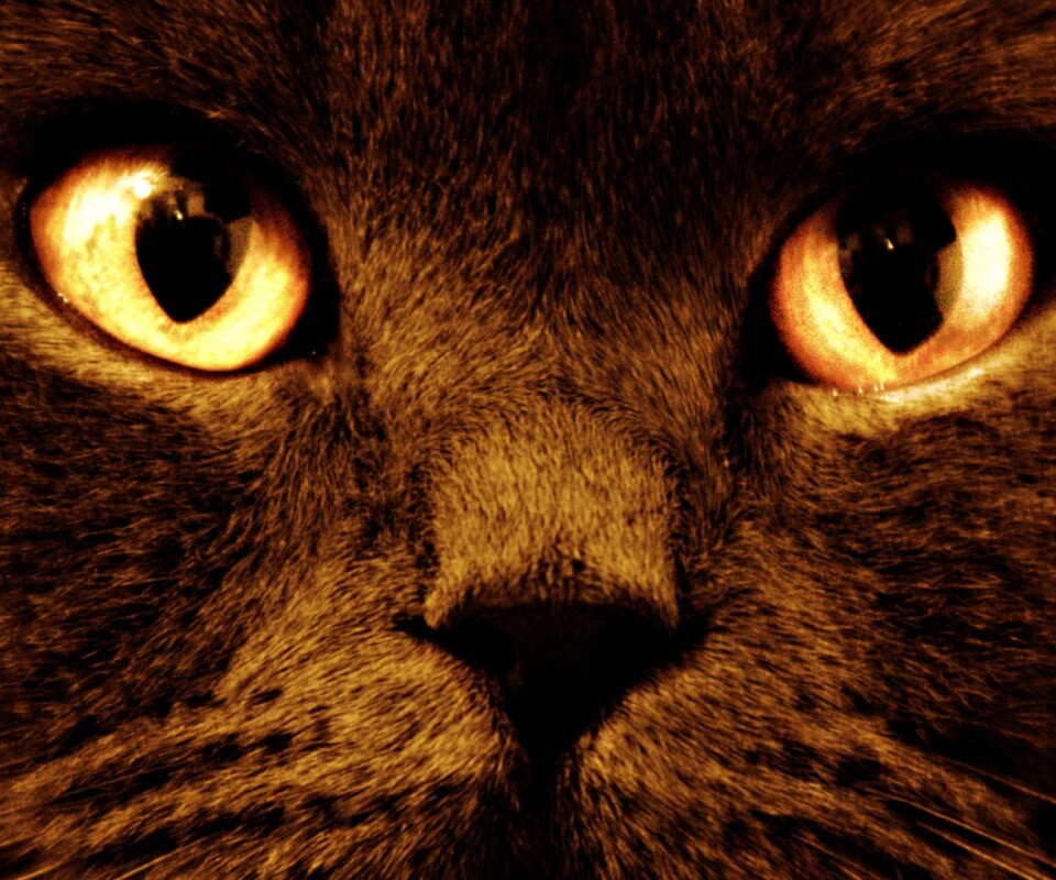 Черный кот с оранжевыми глазами обои