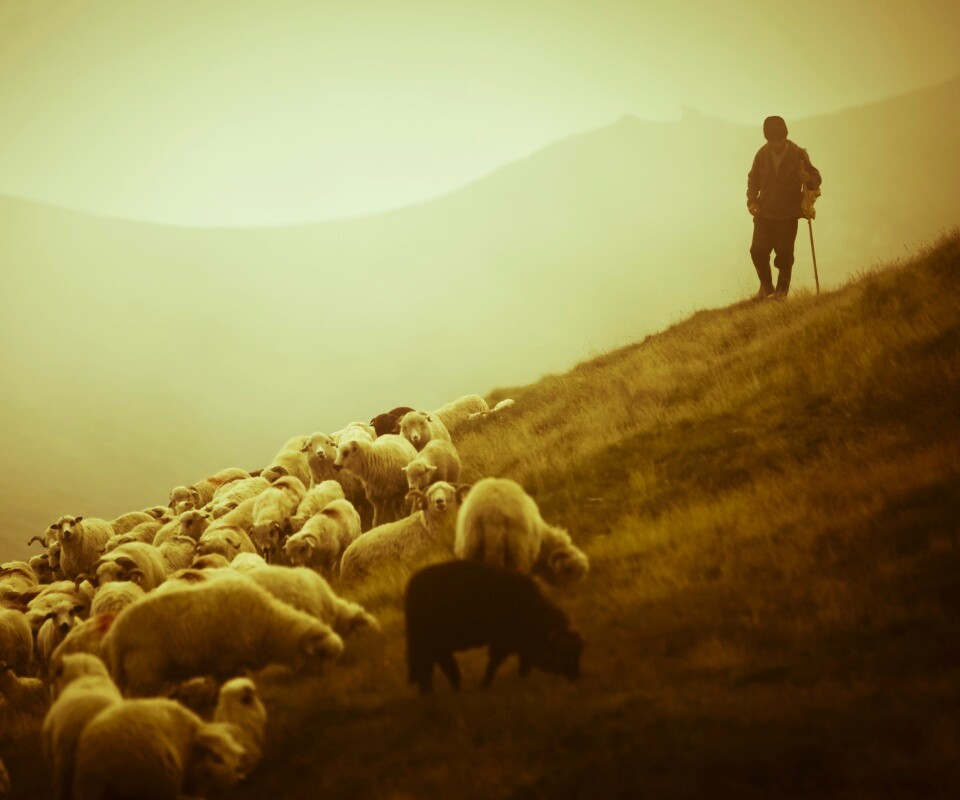 Пастух и стадо обои