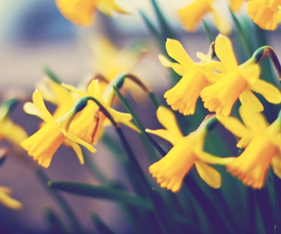 Нарциссы обои