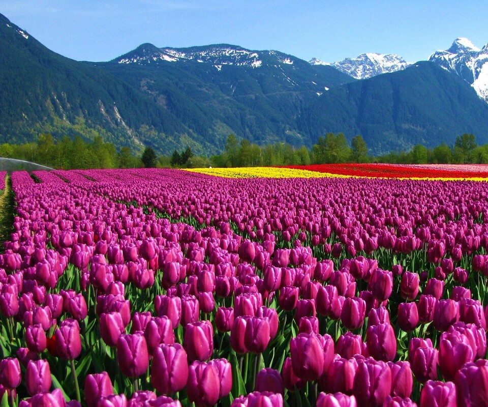 Поле тюльпанов обои