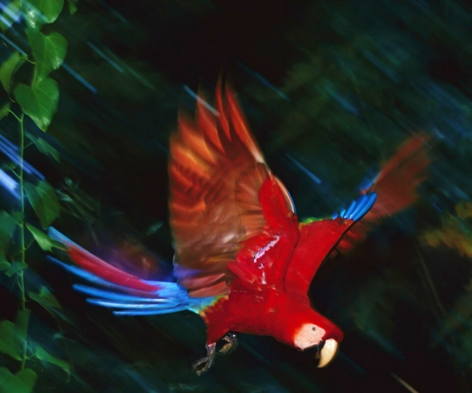 Рисованный ара обои