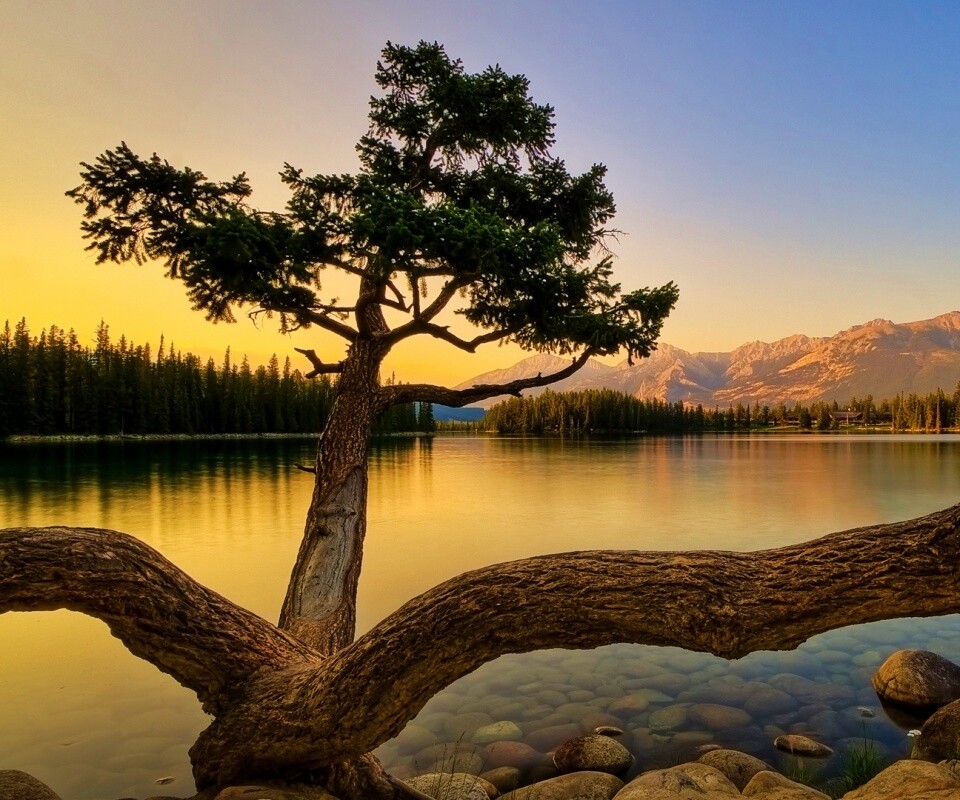 Дерево у горного озера обои