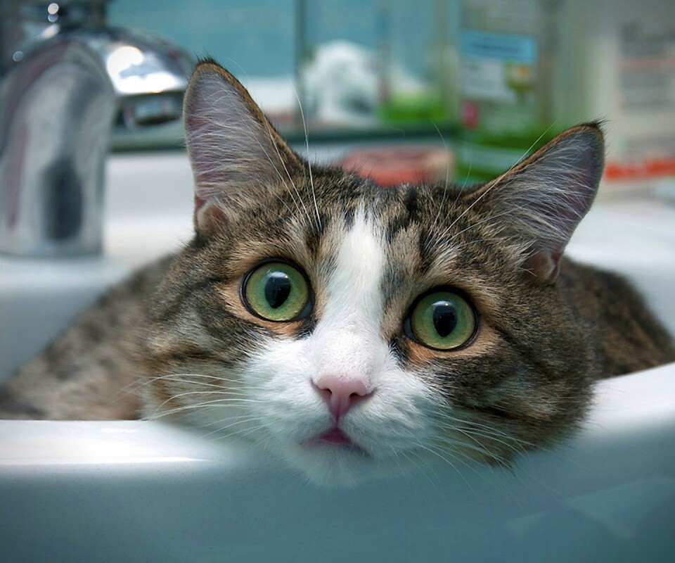 Кошак выглядывает из раковины обои