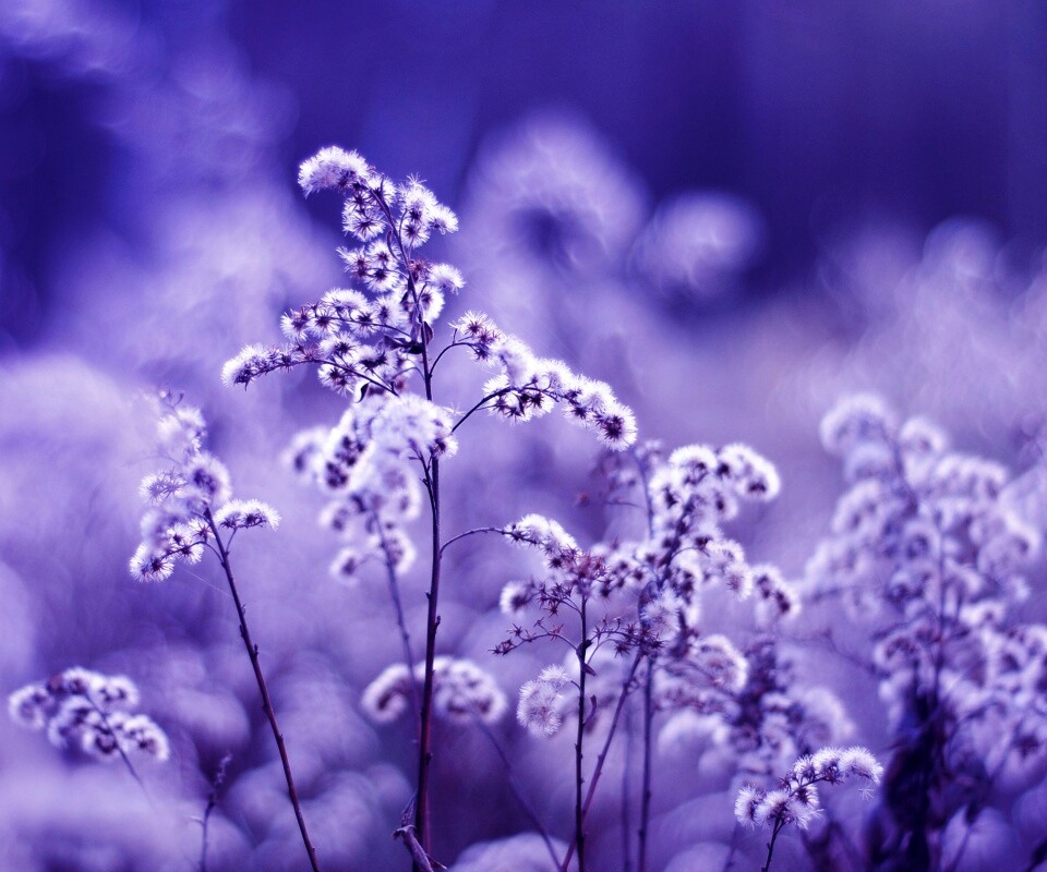 Сиреневые цветы обои