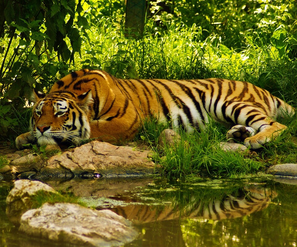 Тигр отдыхает обои