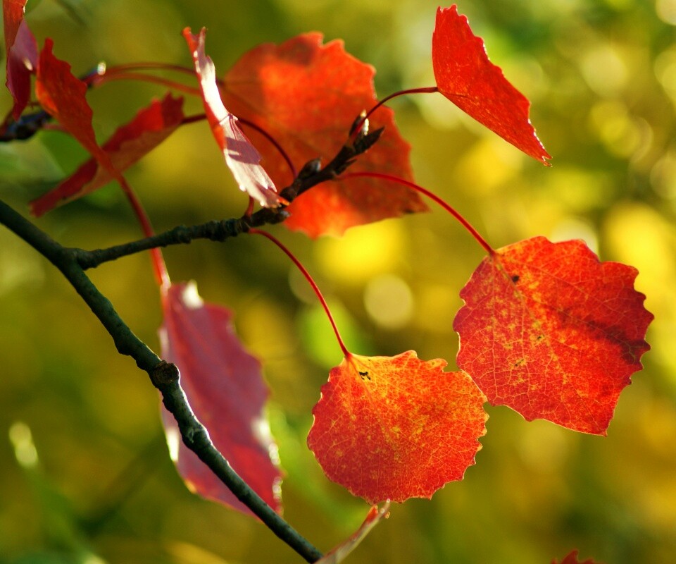 Красные листья обои